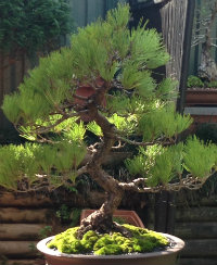Bonsai For Beginners